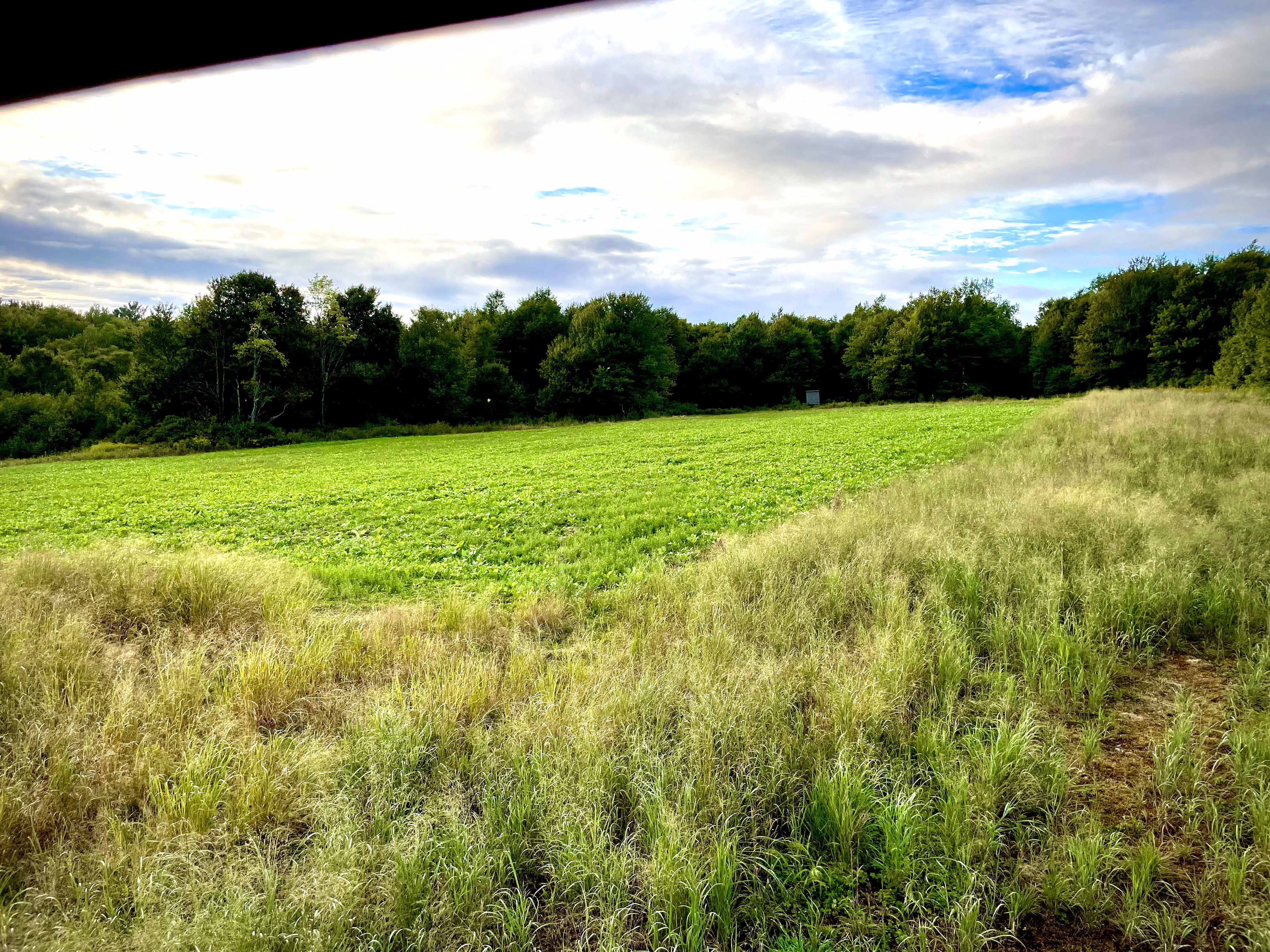 Food Plots